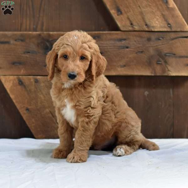 Abe, Goldendoodle Puppy